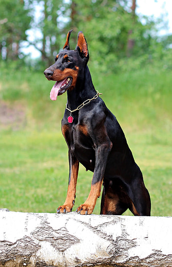 Doberman, Pets HD phone wallpaper