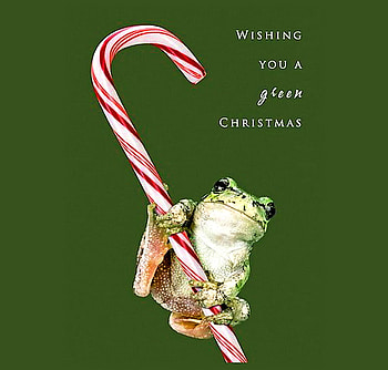 Christmas wishes for You know who, christmas, green, whimsical, frog, greetings, candy cane HD wallpaper