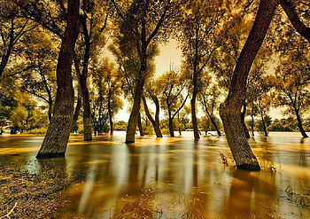 Lots to Drink, golden, leaves, reflection, glade, trees, water, lake HD wallpaper