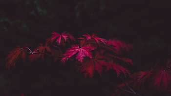 Red Leaves , leaves, nature, graphy HD wallpaper