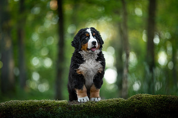 Animal, Bernese Mountain Dog, Baby Animal, Puppy, Dogs HD wallpaper