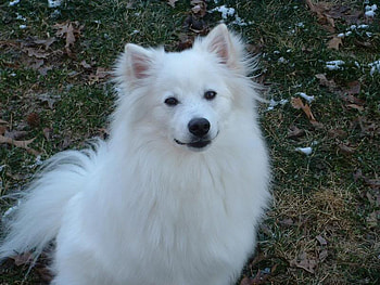 White Fluff Ball of Fun, grass, nature, white dogs, animals HD wallpaper