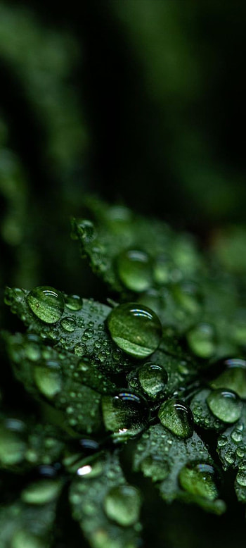LoveLife, natural_landscape, terrestrial_plant HD phone wallpaper