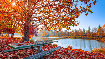 Fall maple tree foliage, Sun light, Body eyecandy, Xfce HD wallpaper