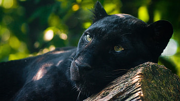 Adult Black Panthers Animals Jaguar Cat HD wallpaper