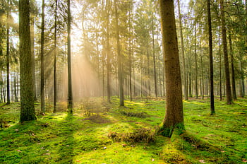 Sunlight filters through trees in a tranquil green forest, creating a serene atmosphere. HD wallpaper