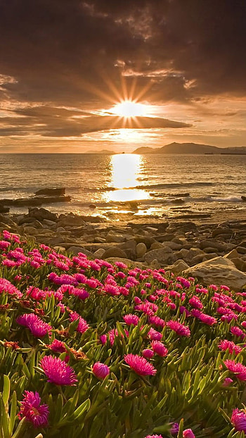 Flowers , Sunrise, Morning Background HD phone wallpaper