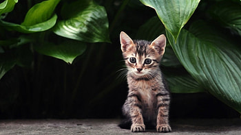 Cat, kitten, kitty, cats, cute, sleepy, sleeping, beauty, animals, hat, sweet, beautiful, paws, cat face, pretty, face, lovely HD wallpaper