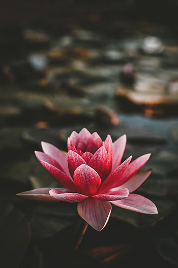 Flowers, Pink, Lotus, Petals, Blur, Smooth, Bloom, Flowering, Nut Lotus, Lotus Nut-Bearing HD phone wallpaper