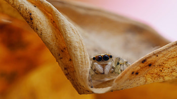 Spider's close-up view, Ultra marvel, Stunning animal , Captivating visuals HD wallpaper