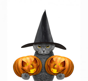 Happy Halloween!, animal, white, black, grey, cat, orange, witch, pisica, halloween, pumpkin, funny, hat HD wallpaper