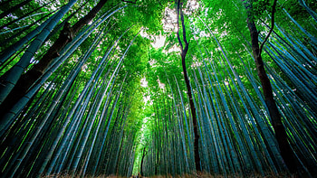 Bamboo forest in , Nature's beauty, Tranquil scenery, Serene greenery HD wallpaper