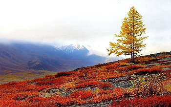 Nature, Autumn, Wood, Tree, Slope, Paints, Lonely HD wallpaper
