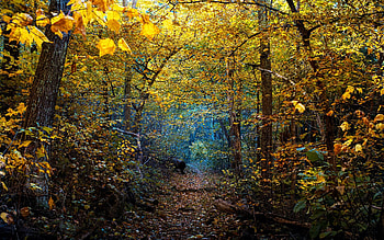 Autumn tunnel in Shenandoah National Park, autumn, trees, Virginia, usa, colors HD wallpaper
