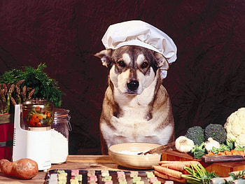 Animals, Dogs HD wallpaper