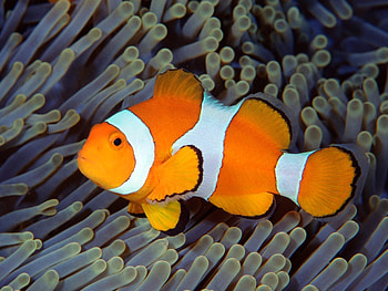 Beautiful Fish, cool, fish, beautiful HD wallpaper