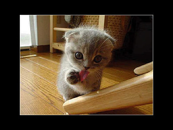 cute kitty, cute, cat, kitty, graphy HD wallpaper
