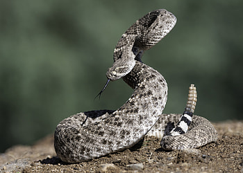 Rattlesnake facts, Animal behavior, Wildlife capture, Wildlife control HD wallpaper