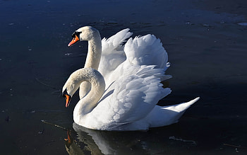 Beautiful pair of swans, blue, white, birds, beautiful, beauty, lake, swans, reflection, animals, water, calm HD wallpaper