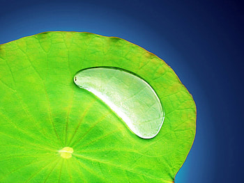 Water Drop On Leaf HD wallpaper