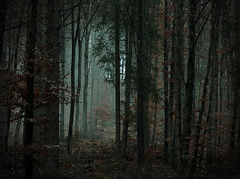 Nature, Trees, Forest, Fog, Darkness HD wallpaper