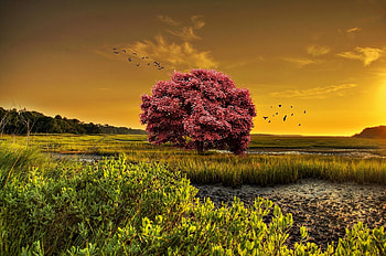 Trees, , Tree, Field, Grass, Pink HD wallpaper