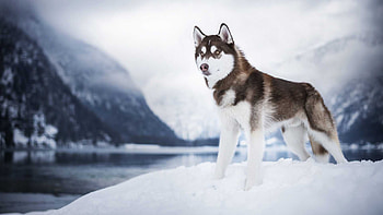 Siberian Husky Dog Is Standing On Snow In Blur Snow Covered Mountains Background Dog HD wallpaper