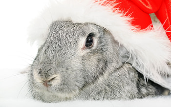 Christmas Bunny, winter, bunny, christmas, joy, xmas, rabbit HD wallpaper