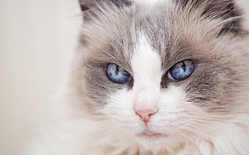 Cat, pisica, blue, animal, face, eye HD wallpaper