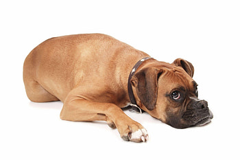 Animals, Aggression, To Lie Down, Lie, Dog, Muzzle HD wallpaper