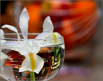 still life 1, art , glass, nature, flowers, water HD wallpaper