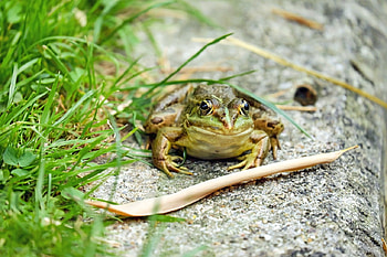 Frog, Animals, Green, Nature, Amphibians HD wallpaper