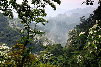 Jungle, nature, forest, tree HD wallpaper