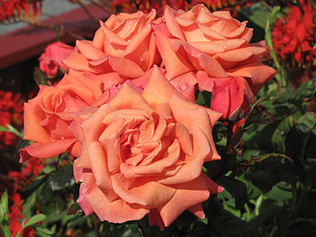 Peach Perfection, roses, peach, colors, beautiful, nature HD wallpaper