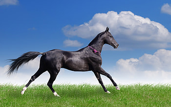 Animals, Horses HD wallpaper