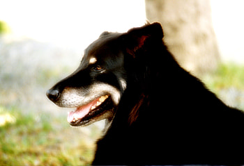 My Beautiful Belle, dogs, friend, beautiful, pet HD wallpaper