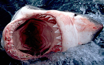 All Teeth, teeth, animal, shary HD wallpaper