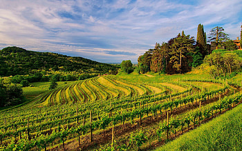 Vineyard , Scenic beauty, Tranquil landscapes, Access HD wallpaper