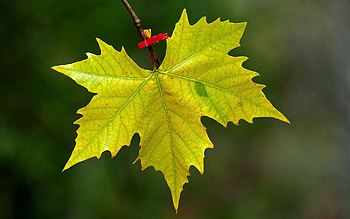 Maple leaf, Stunning backgrounds, Nature's artistry, Captivating visuals HD wallpaper