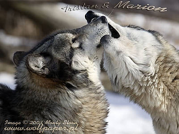 marion greeting tristan, tristan, marion, muzzle greeting, wolves HD wallpaper