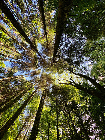 Nature, Trees, Sky, Pine, Forest, Bottom View HD phone wallpaper