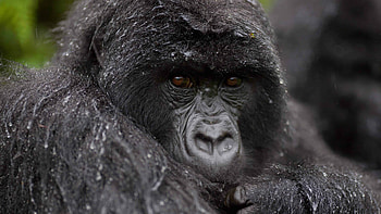 U gorilla , Ultra-high definition, Digital marvel, Immersive experience HD wallpaper