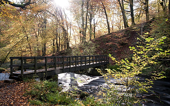 Nature, Rivers, Autumn, Sun, Lumen, Forest, Bridge, Opening HD wallpaper