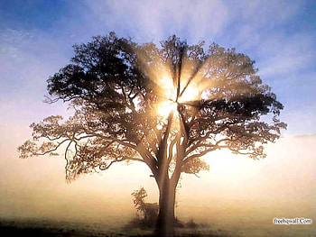 sunburst, rays, sky, sun, tree HD wallpaper