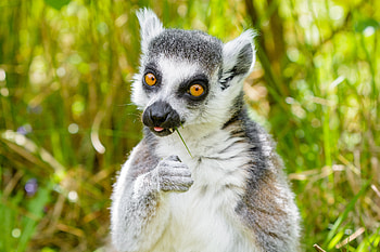 Funny, Animals, Grass, Animal, Cool, Lemur, There Is, Eat HD wallpaper