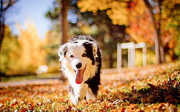 Animals, Dog, Muzzle, Sight, Opinion, Protruding Tongue, Tongue Stuck Out HD wallpaper