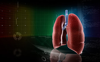 Lungs Anatomy Medical HD wallpaper
