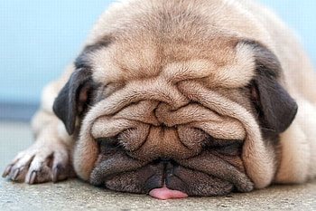Sleeping Dog, dog, cool, sleeping HD wallpaper
