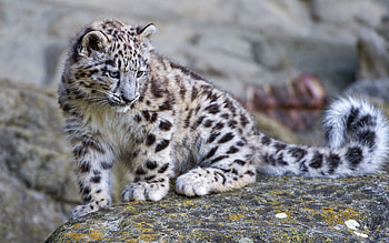 Animals, Rock, Leopard, Predator, Big Cat, Stone HD wallpaper