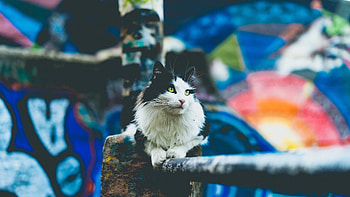Animals, Cat, Fluffy, Blur, Smooth, Is Sitting, Sits HD wallpaper